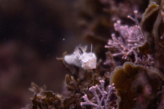 Doriprismatica atromarginata