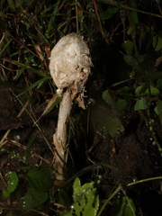 Podaxis