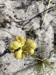Disa sabulosa