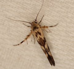 Stathmopoda melanochra