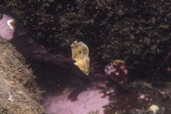 Anampses caeruleopunctatus