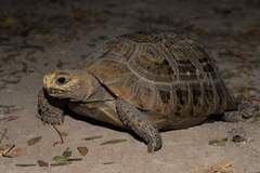 Indotestudo elongata