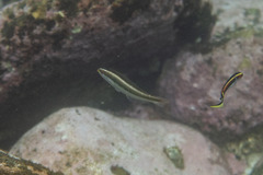 Stethojulis interrupta