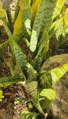 Sansevieria