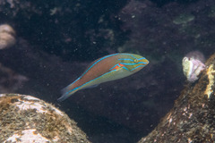Stethojulis bandanensis