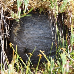 Dolichovespula norwegica