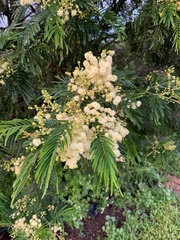 Acacia mearnsii