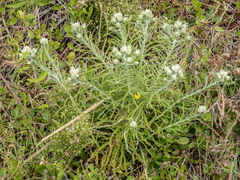 Pseudognaphalium obtusifolium