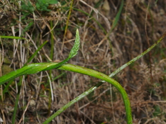 Microtis unifolia