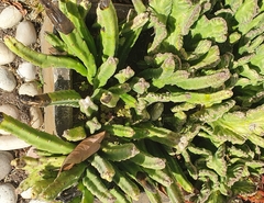 Stapelia