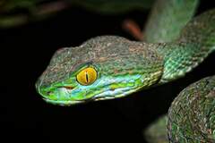 Trimeresurus macrops