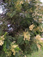 Acacia mearnsii
