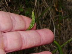 Microtis unifolia