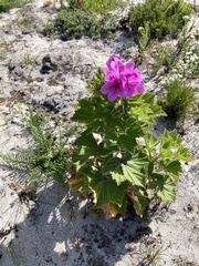 Pelargonium cucullatum