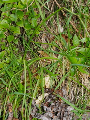 Microtis unifolia
