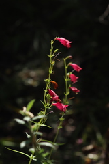 Penstemon roseus
