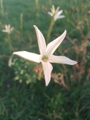 Nicotiana longiflora