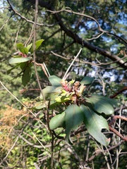 Arbutus