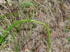 Microtis unifolia