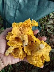 Cantharellus