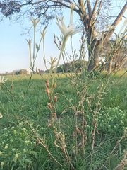 Nicotiana longiflora