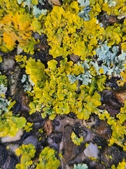 Xanthoria parietina