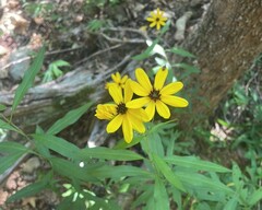 Coreopsis major