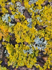 Xanthoria parietina