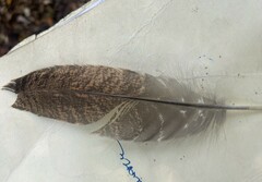 Antrostomus carolinensis