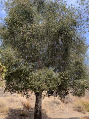Quercus wislizeni