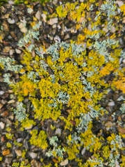 Xanthoria parietina