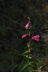 Penstemon roseus