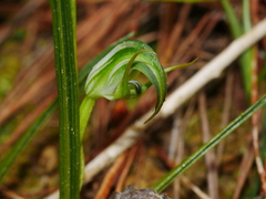 Pterostylis graminea