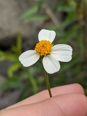 Bidens pilosa image