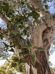 Quercus wislizeni