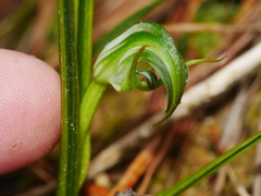 Pterostylis graminea