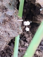 Poronia pileiformis