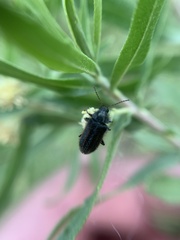 Astylus quadrilineatus