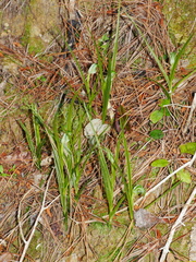 Pterostylis graminea