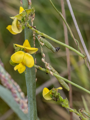 Vigna luteola