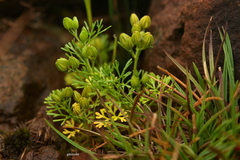 Cyclospermum leptophyllum