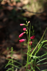 Penstemon roseus