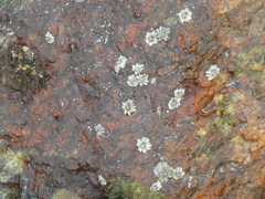 Austrominius modestus