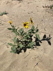 Helianthus petiolaris canescens