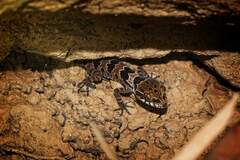 Cyrtodactylus papilionoides