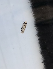 Scaptesyle dichotoma