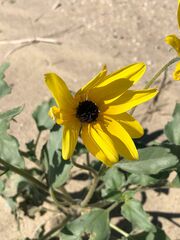 Helianthus petiolaris canescens