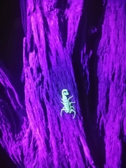 Uroplectes otjimbinguensis