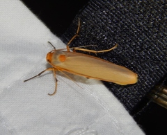 Sozusa scutellata