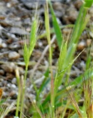 Brachypodium distachyon